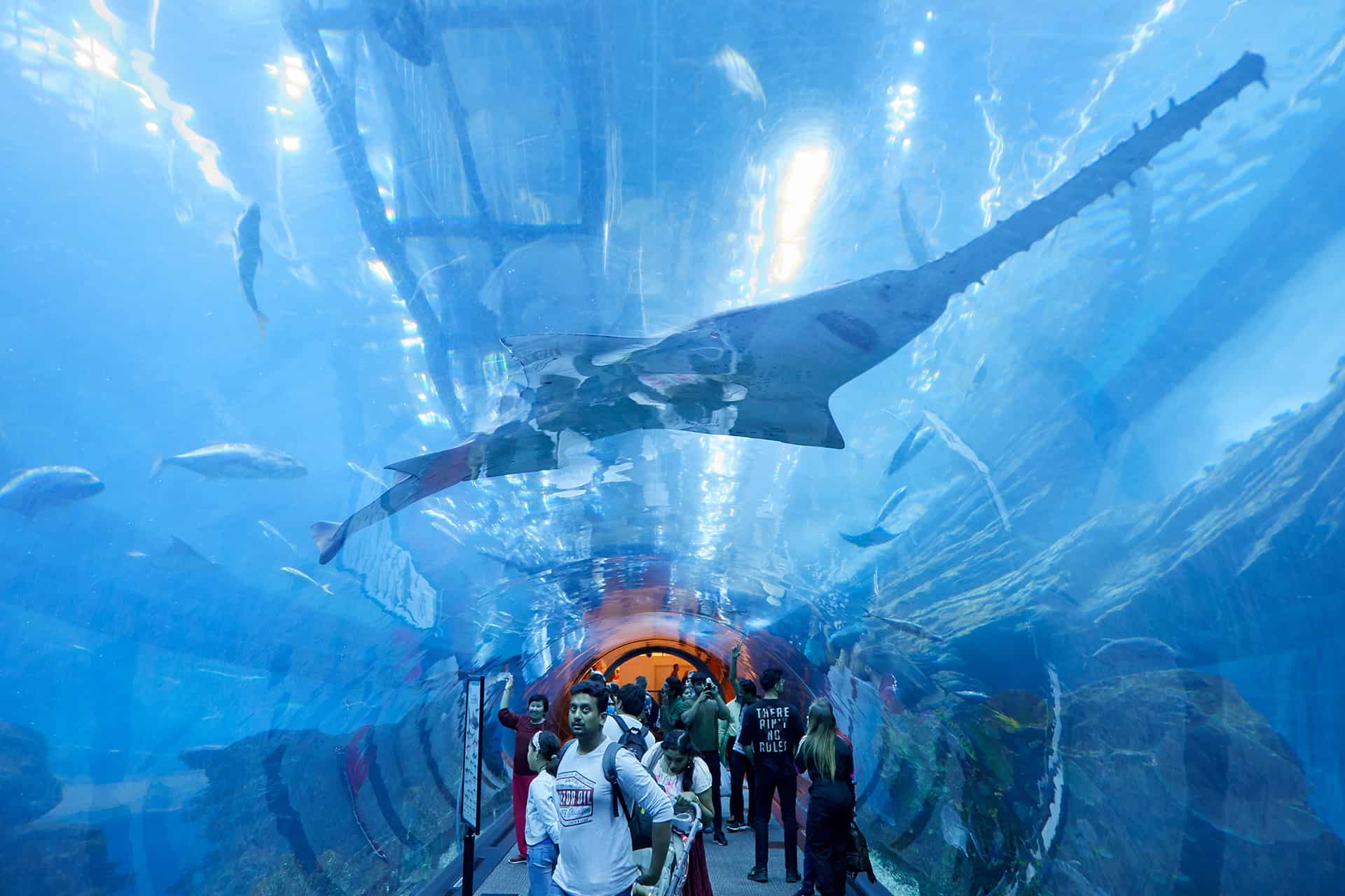 dubai aquarium