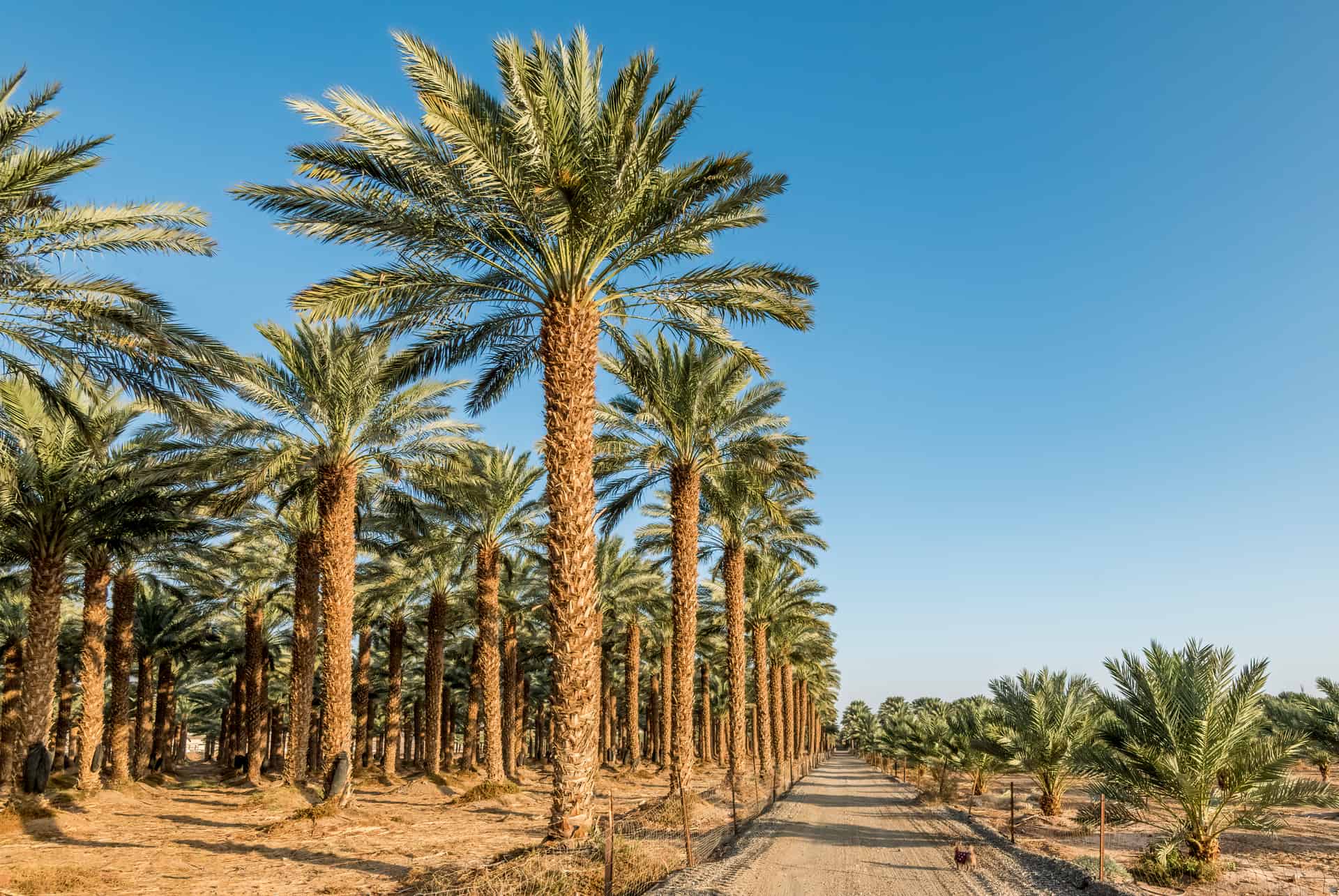 palmeraie dubai palmeraie dubai
