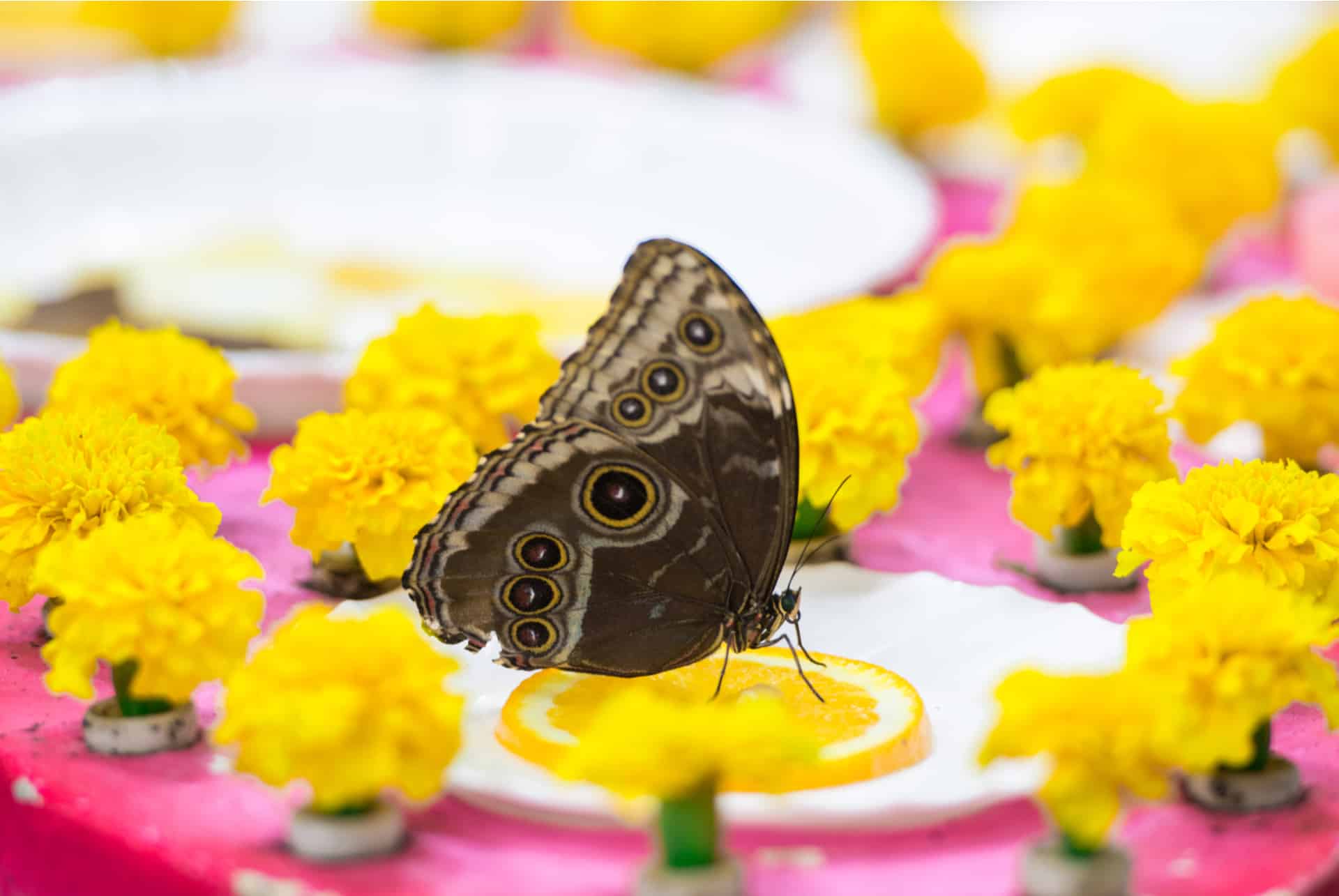 dubai butterfly garden
