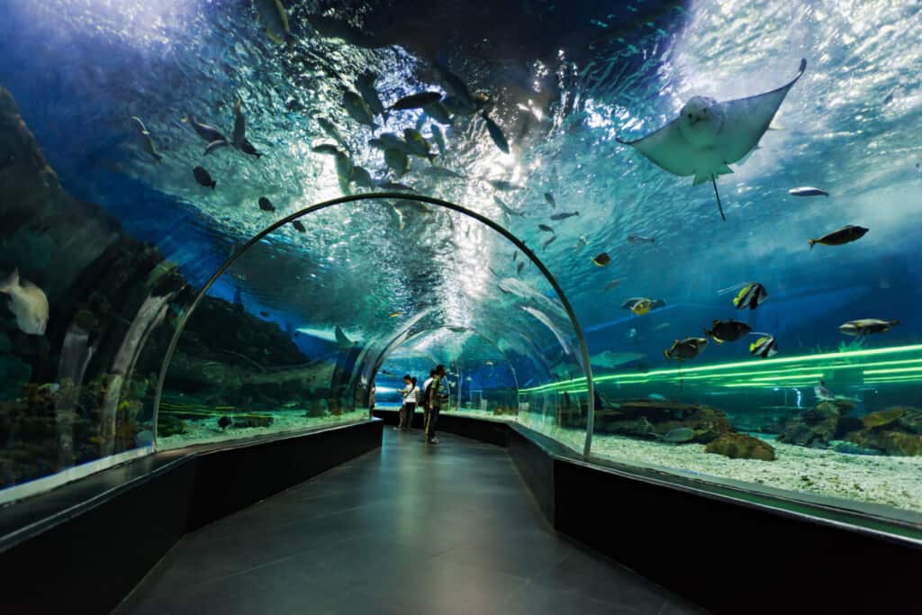 aquarium de dubai aquarium de dubai