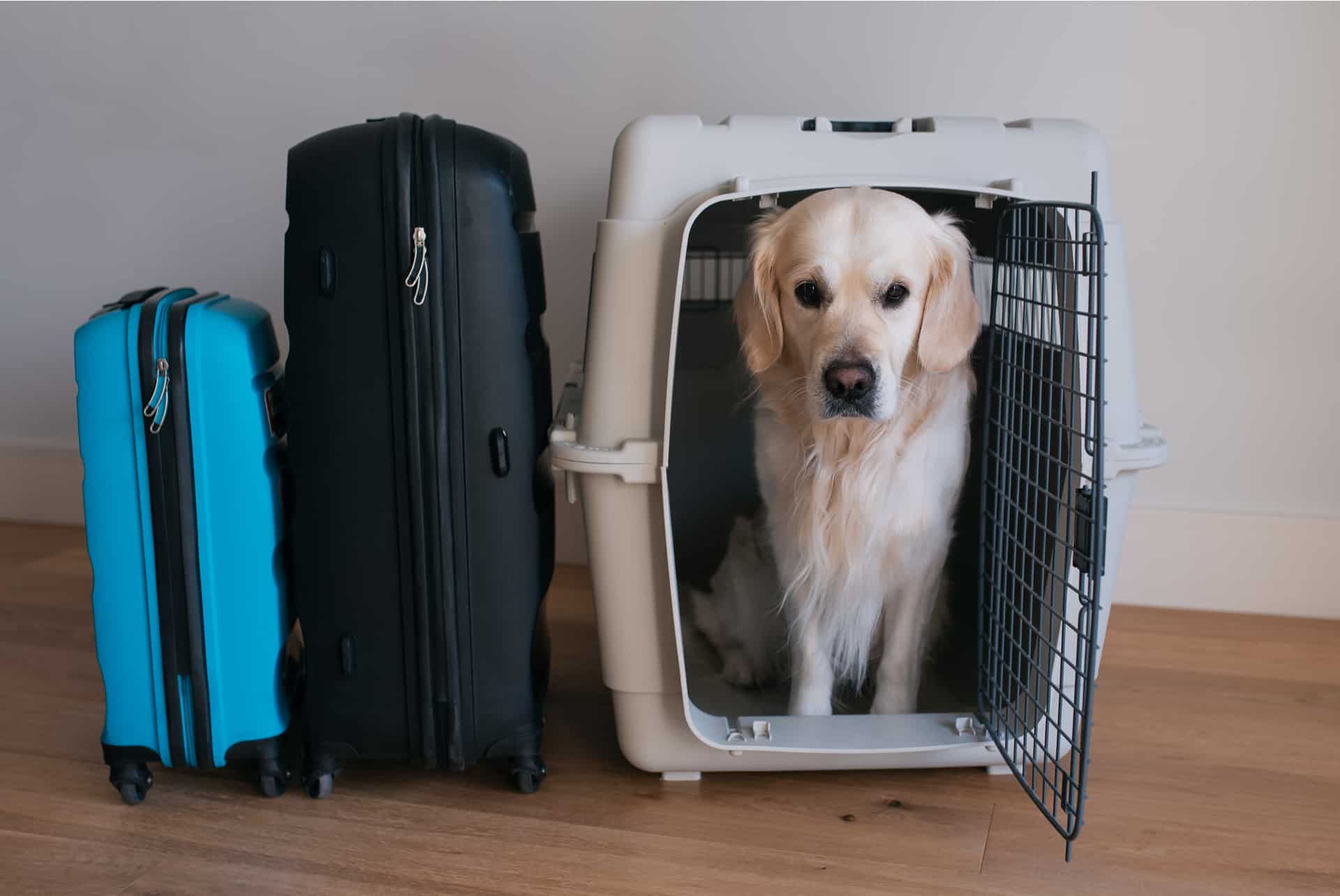 caisse voyage animal