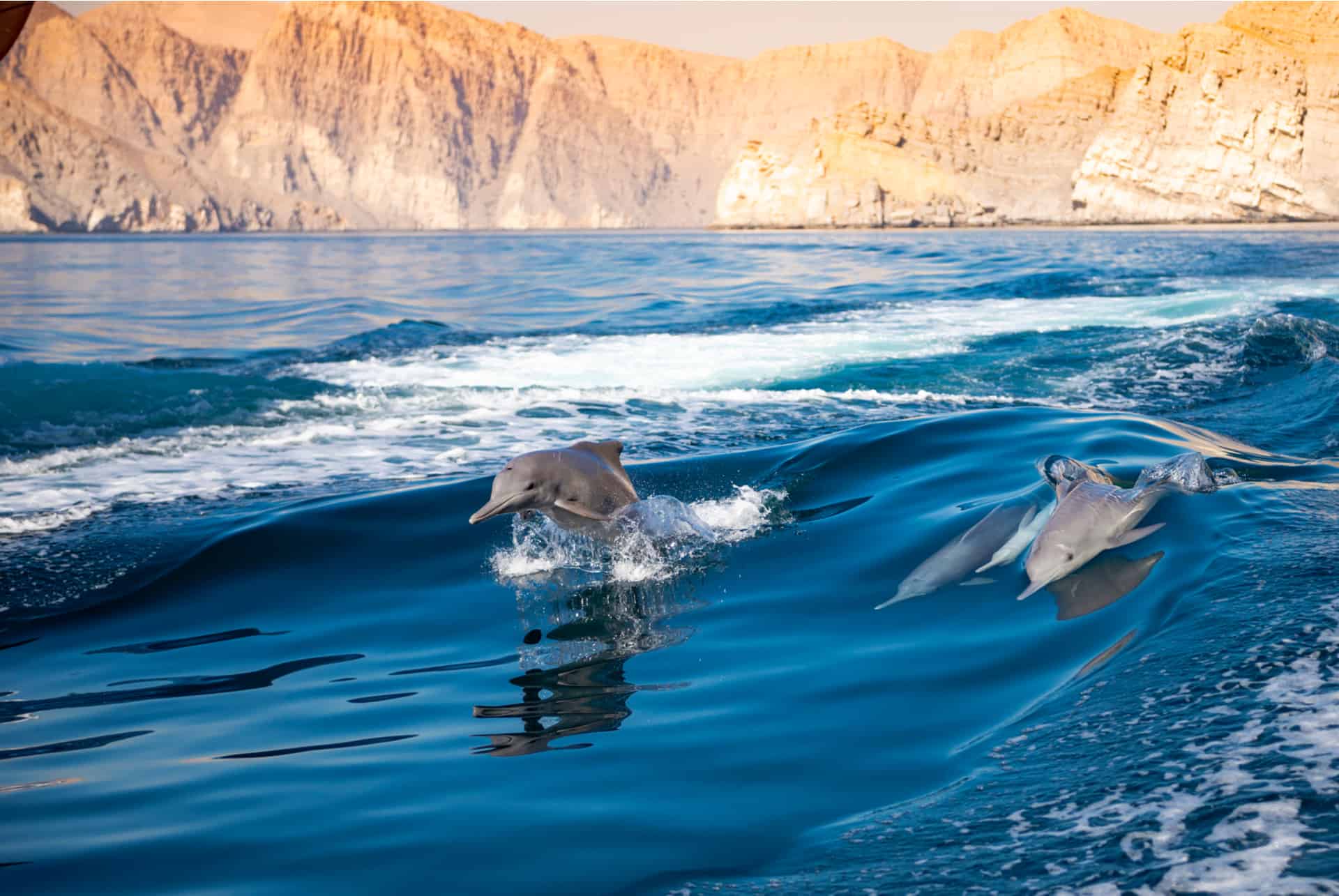 dauphin aller oman pendant sejour dubai