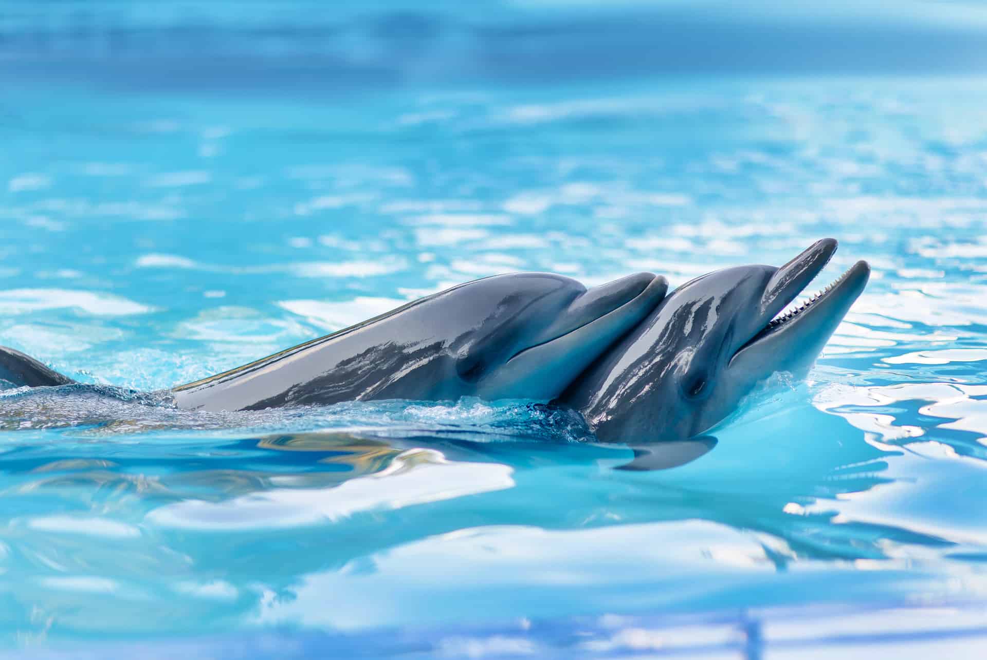 Dubai Dolphinarium