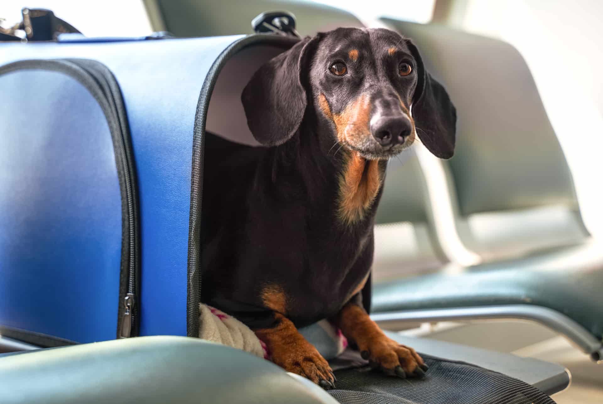 emmener son chien à Dubaï