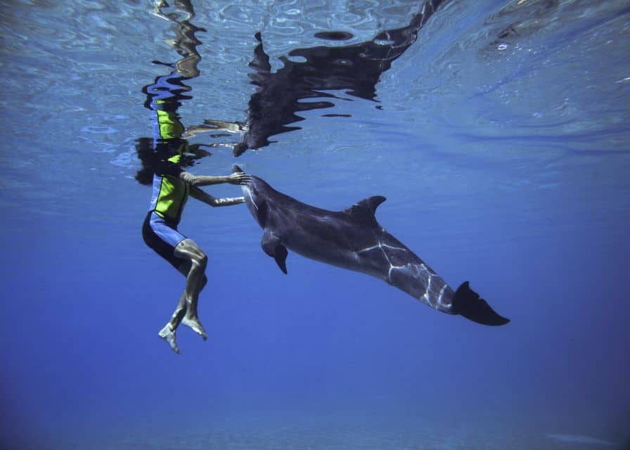 atlantis the palm rencontre dauphins