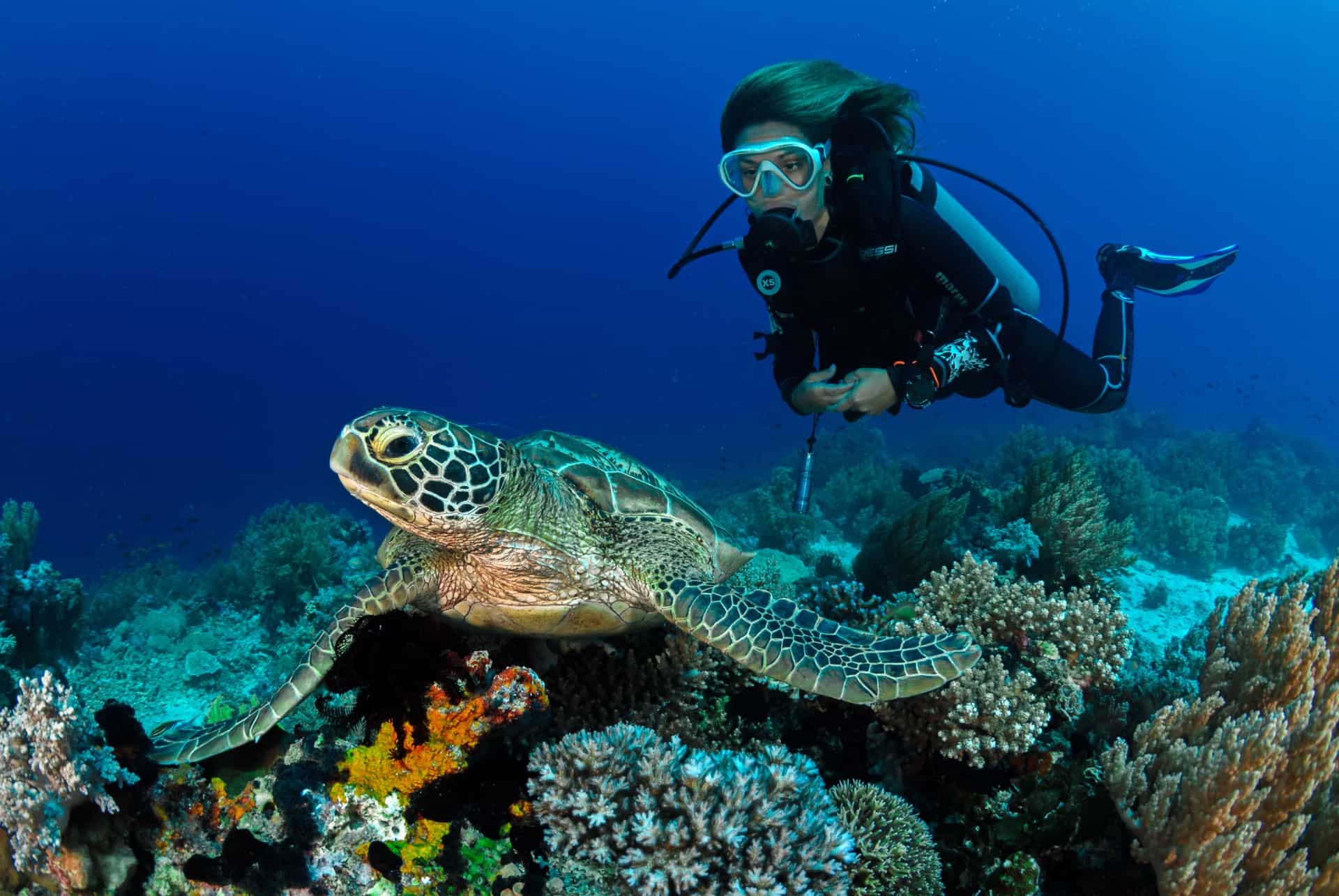 fujairah emirats tortues