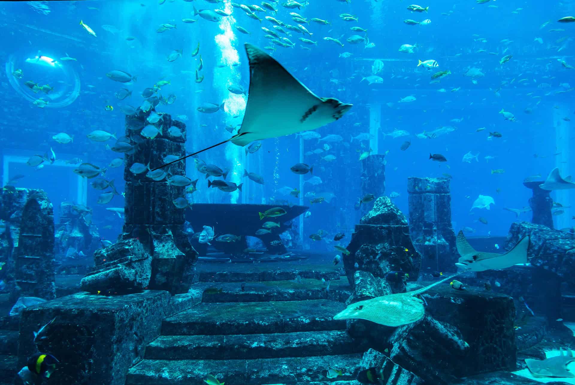 aquarium the lost chambers aquarium the lost chambers