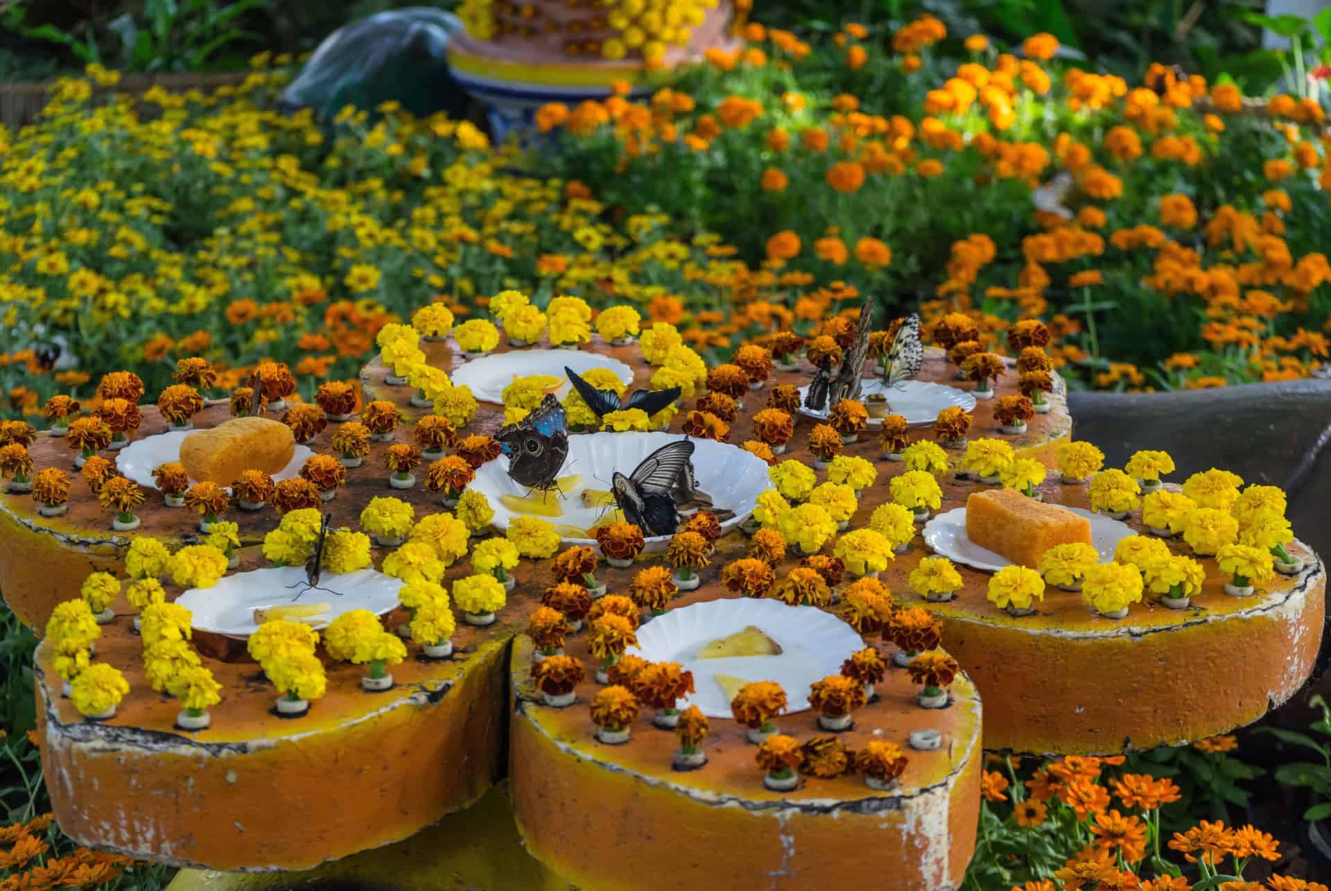 dubai butterfly garden papillons en liberte