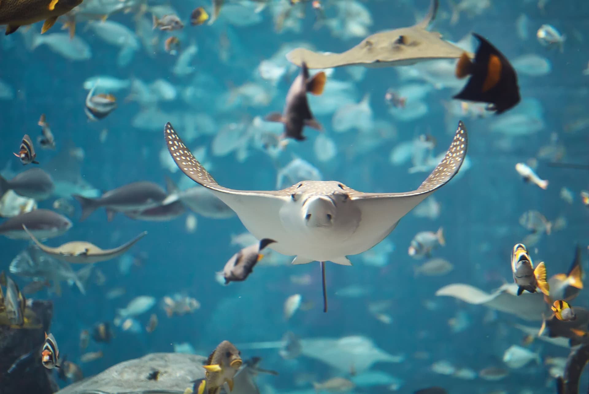 aquarium de dubai