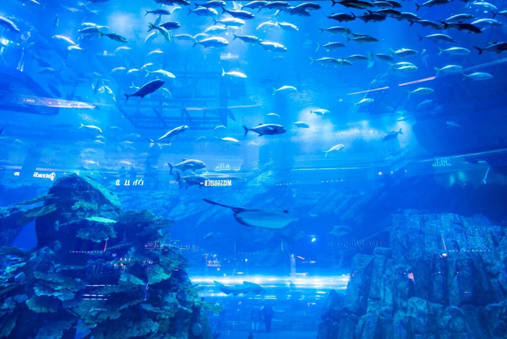 Billet pour l'Aquarium & Underwater Zoo
