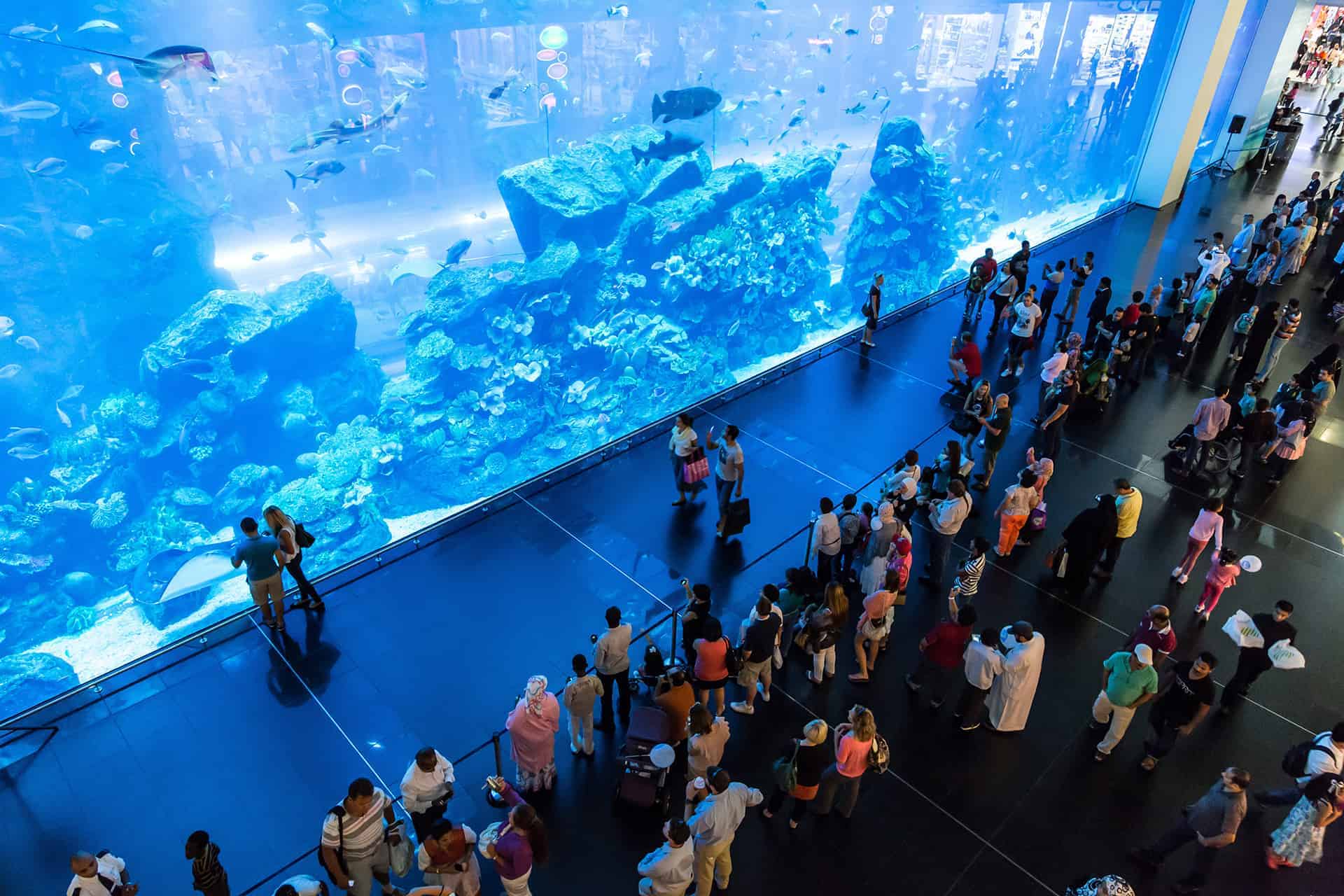 Aquarium Duba Prix Horaires Billets Et Bons Plans Pour La Visite Aquarium Duba Prix Horaires Billets Et Bons Plans Pour La Visite