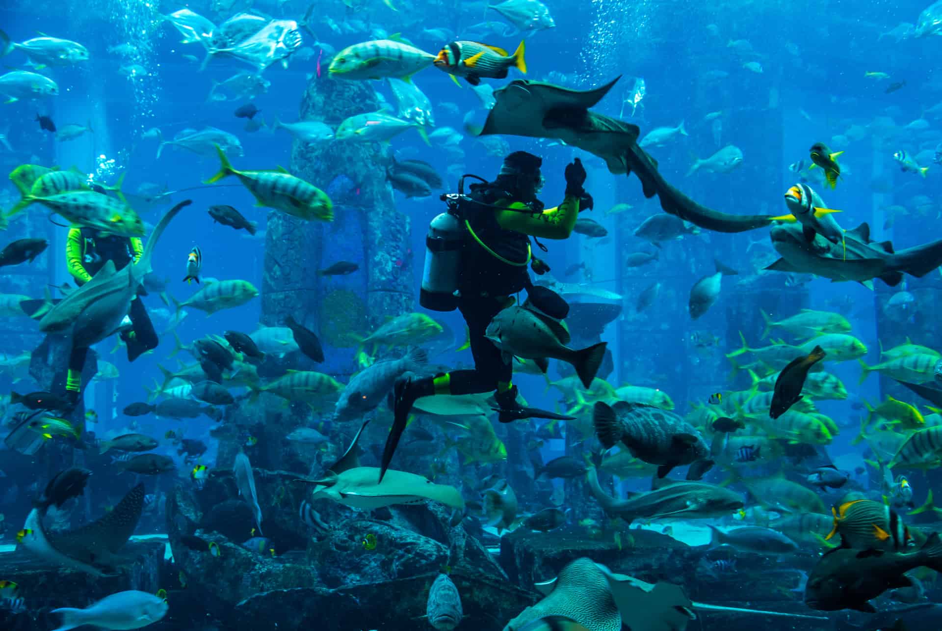 aquarium atlantis plongee