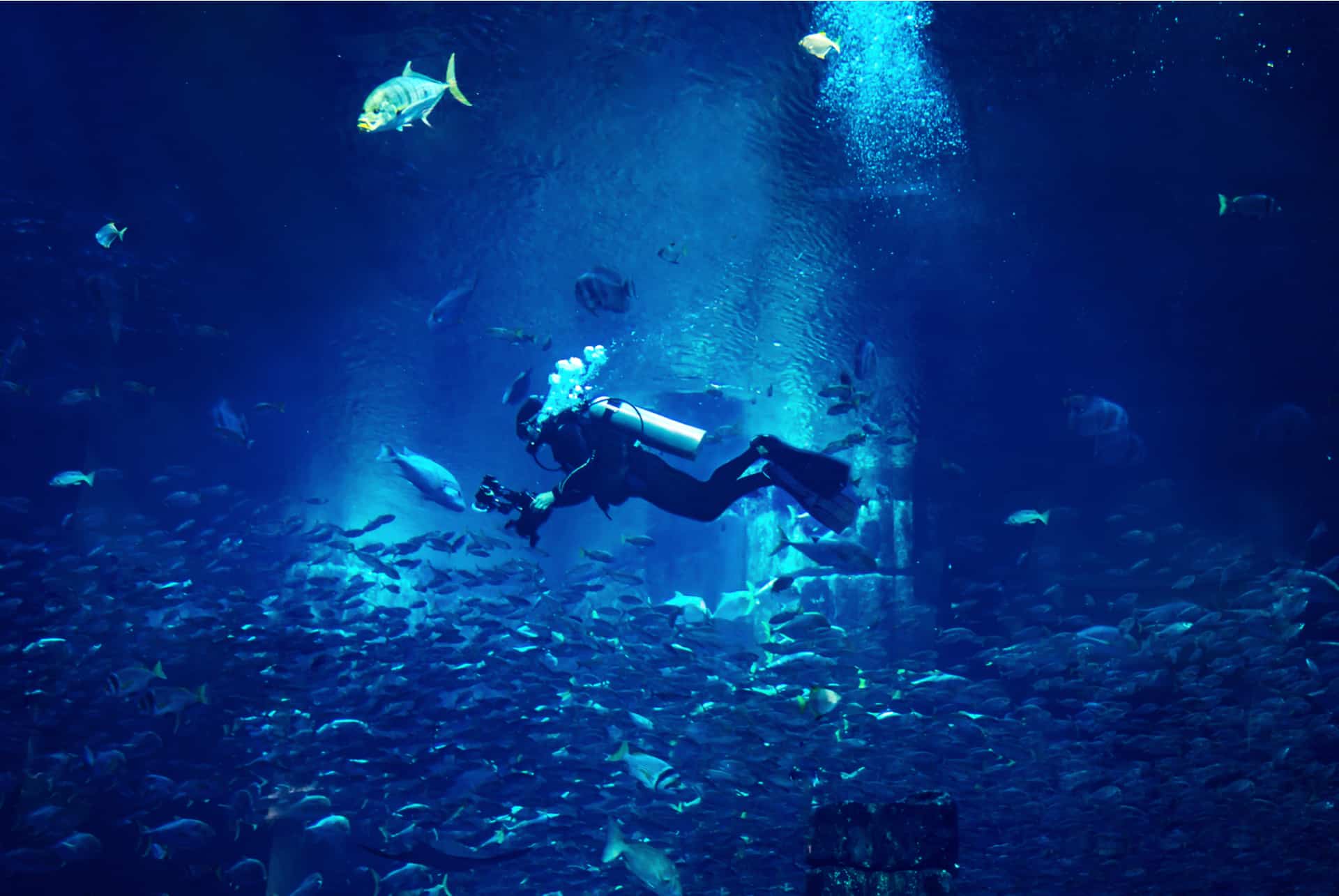 LES 10 MEILLEURES Plongée sous-marine et avec tuba à Dubaï