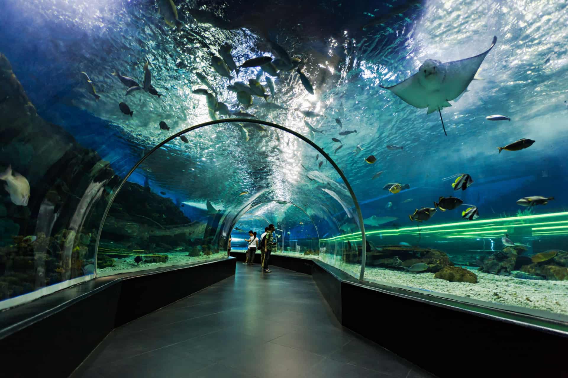 Aquarium Duba Prix Horaires Billets Et Bons Plans Pour La Visite Aquarium Duba Prix Horaires Billets Et Bons Plans Pour La Visite