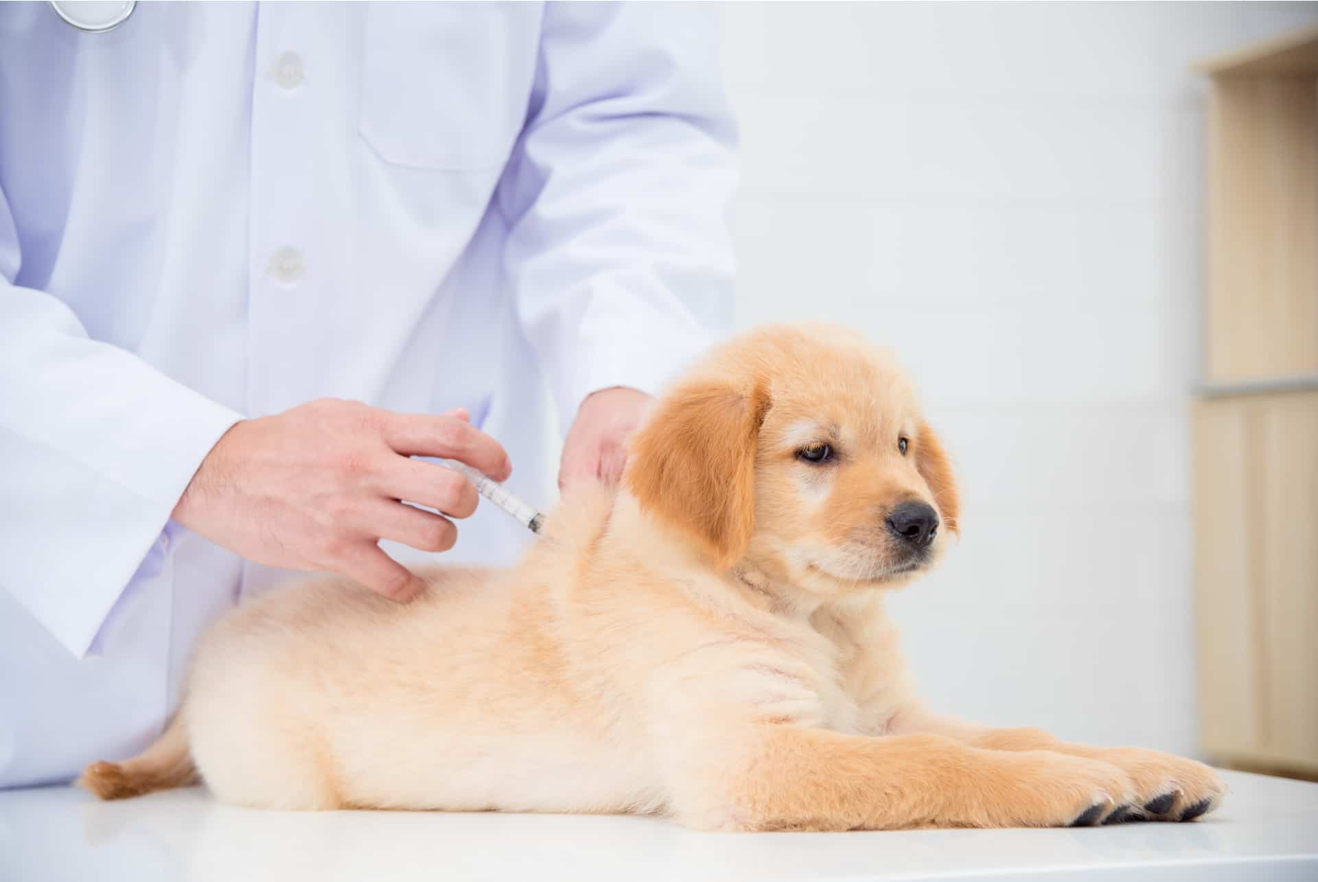 emmener son chien à Dubaï vaccins