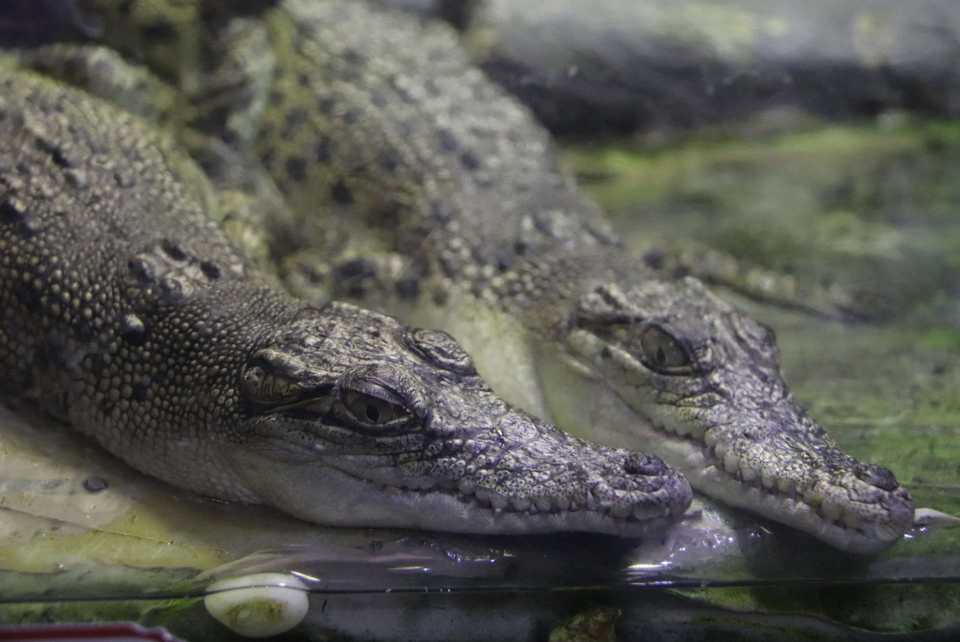 crocodiles aquarium dubai