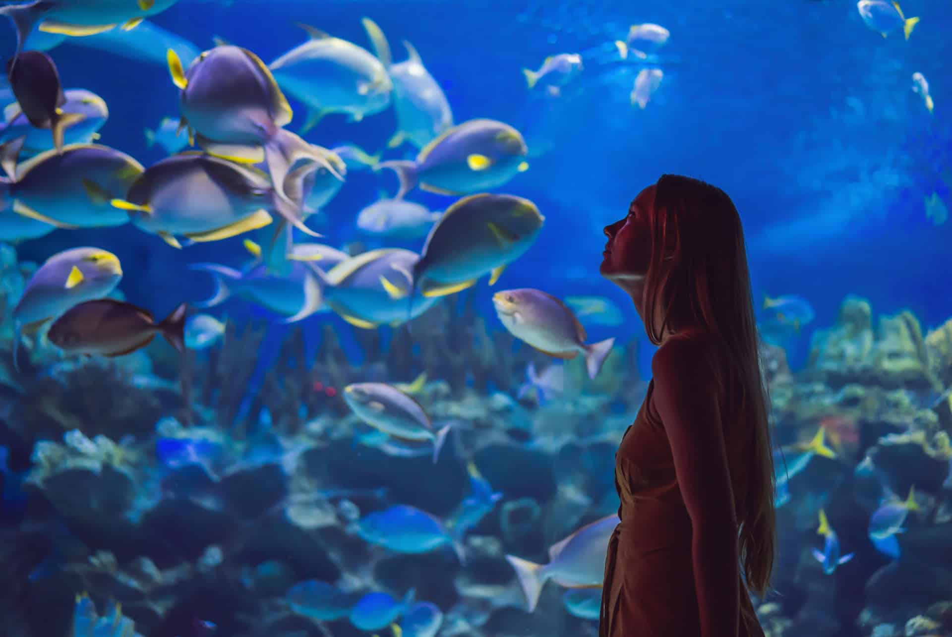 underwater zoo
