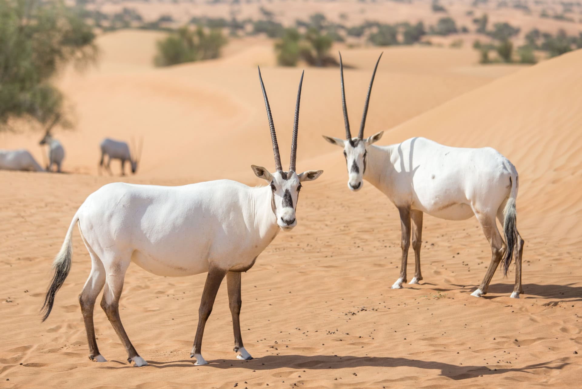 dubai desert conservation reserve