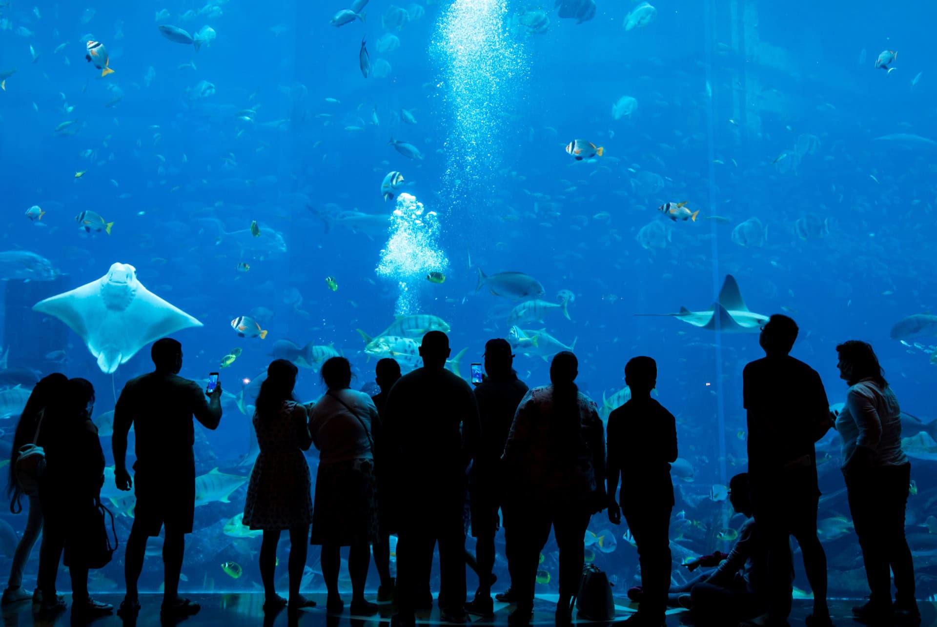 ambassador lagoon the lost chambers aquarium