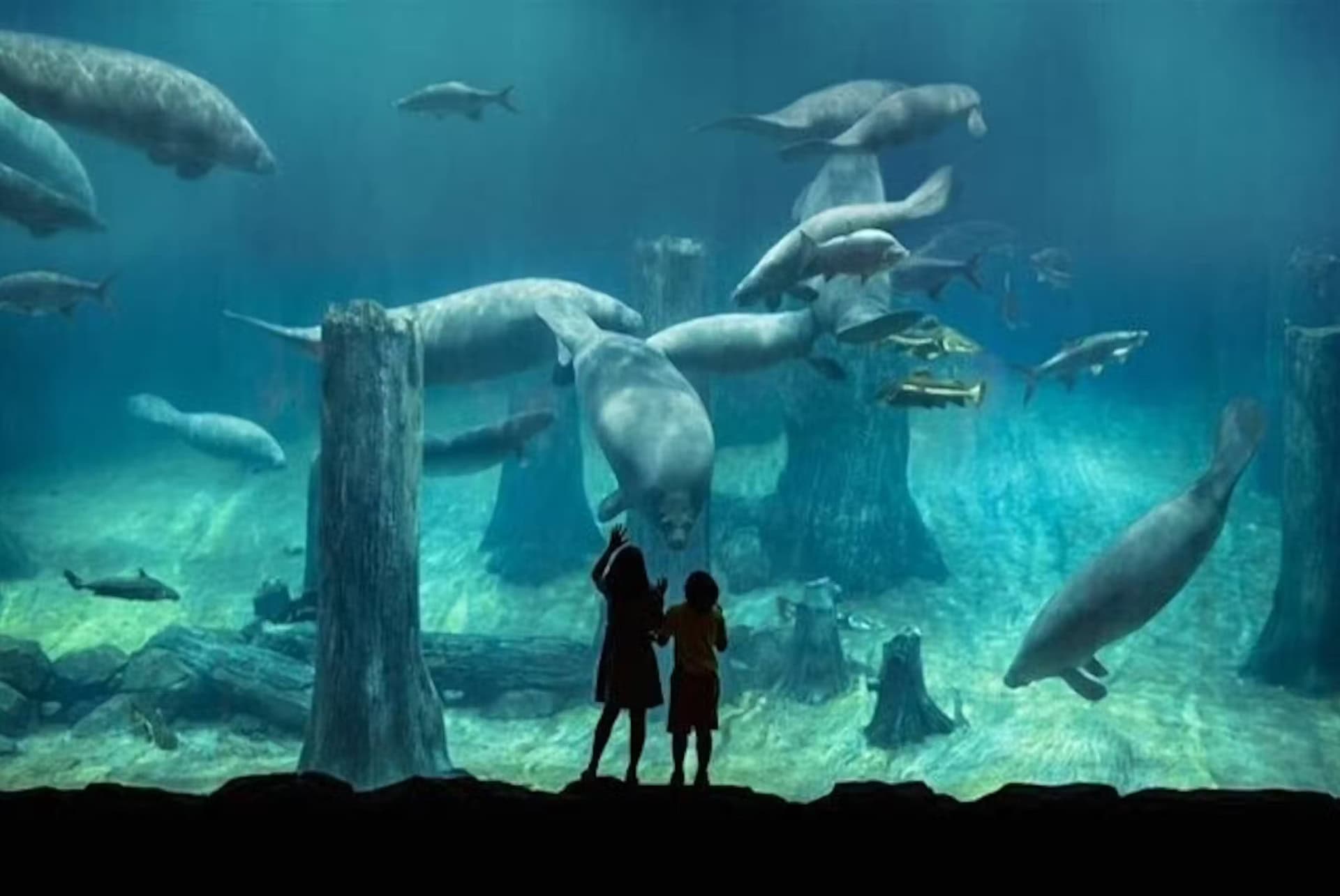 acquarium ubai aquarium dubai 1 jour