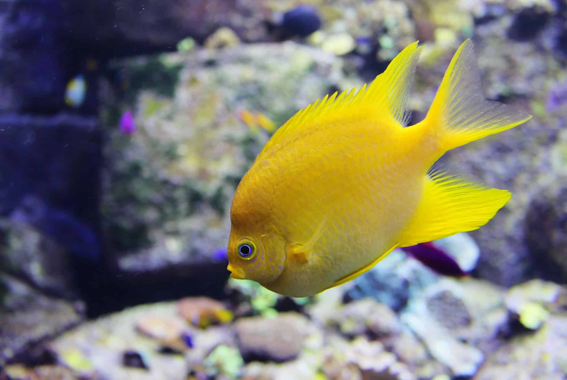 poisson aquarium